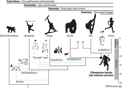 Fossil Apes And Human Evolution Science