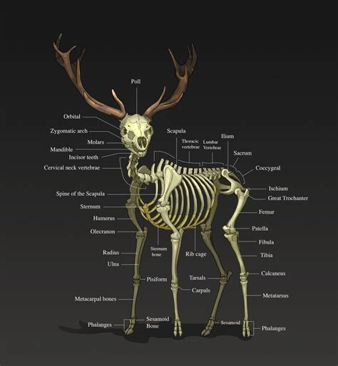 The Anatomy Of A Whitetail Deer Anatomy