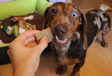 12 Best Dog Foods For Dachshunds 2023 Premium And Budget K9 Web