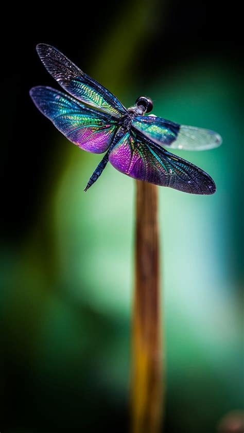 Dragonfly Purple Hd Phone Wallpaper Pxfuel