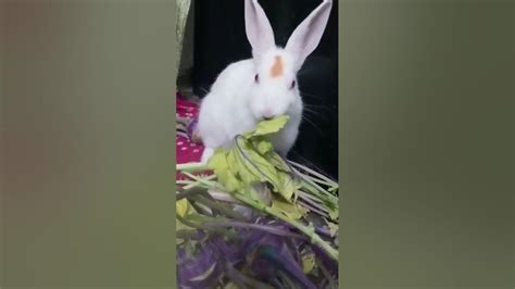 Viral Rabbit Breakfast Youtube