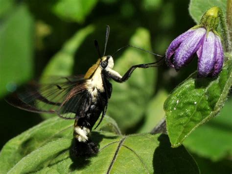 Snowberry Clearwing Moth Hemaris Diffinis On Flower Of C Flickr
