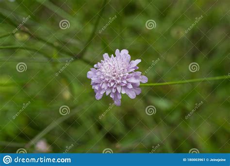 Scabious Plant Scabiosa Columbaria Pink Mist Stock Image Image Of