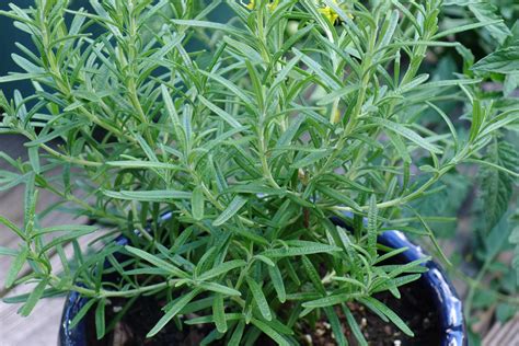 This versatile plant can be planted in a pot or the garden, and it requires very little care. How to Overwinter Rosemary | Grow Rosemary Indoors | The ...