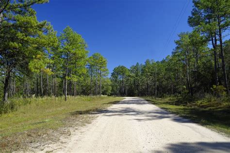 A Gravel Road Into The Lake Talquin State Park And Forest Tallahassee