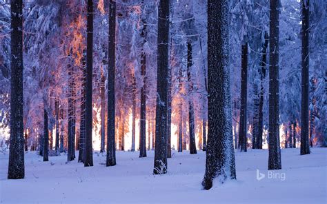 Snowy Norway Spruce Forest At Sunset Thuringia Germany Bing