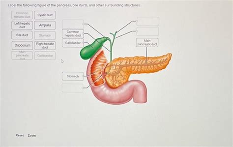 Solved Label The Following Figure Of The Pancreas Bile