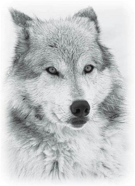 Pin By Shauna Caughron On Beautiful Wolves And Wolf Art Wolf Images
