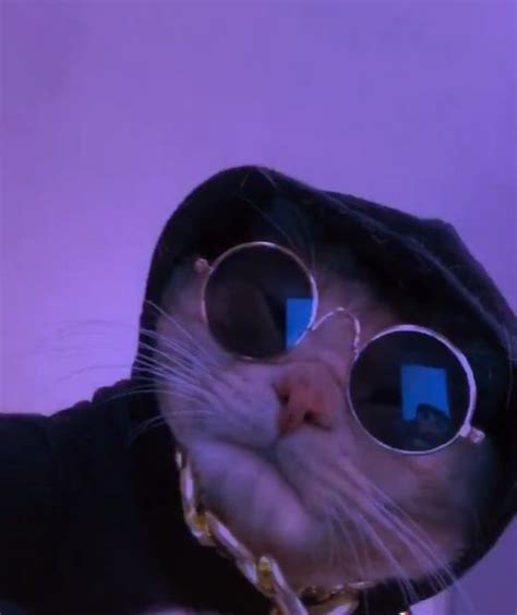 Drippy LED Light Pimped Facetime Cat Icon in 2022 | Cat profile