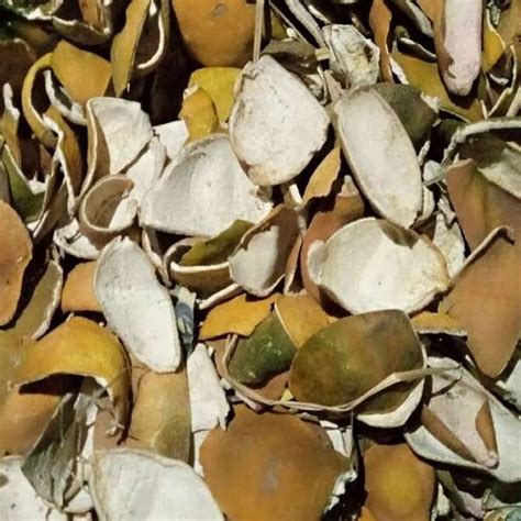 Green And Yellow Dried Orange Peel Packaging Type Loose At Rs 70kg