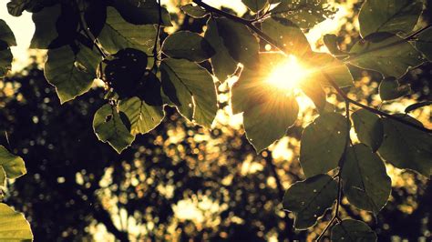Wallpaper Sunlight Trees Leaves Depth Of Field Sunset Nature