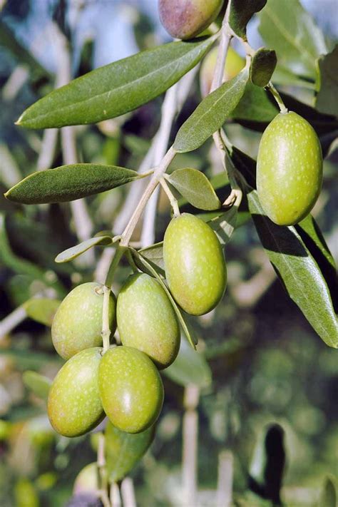 Olive Fruit Plant Exotic Fruit Plant Exotic Flora
