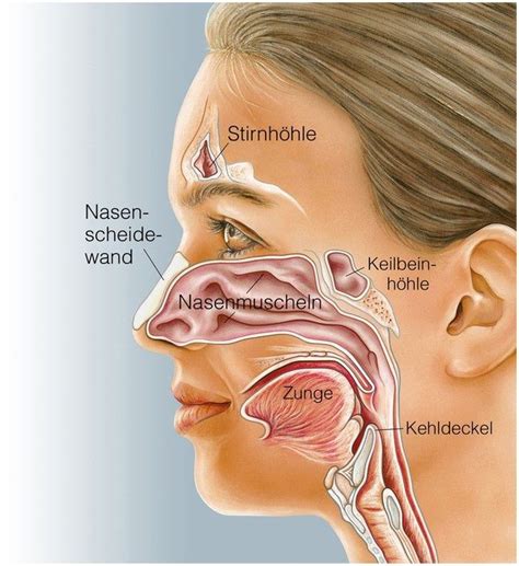 Schmerzen In Der Nase Die 4 Häufigsten Schmerzhaften Nasenerkrankungen In Der Übersicht