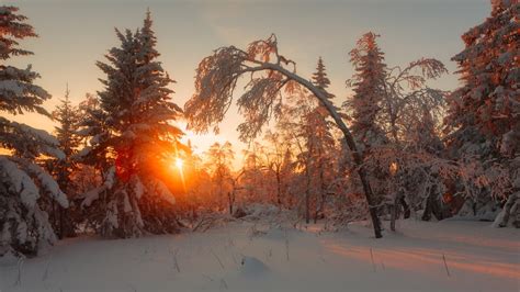 Russian Winter Forest From A Fairy Tale · Russia Travel Blog