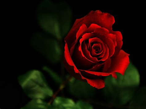 Flowers For Flower Lovers Flowers Wallpapers Red Roses