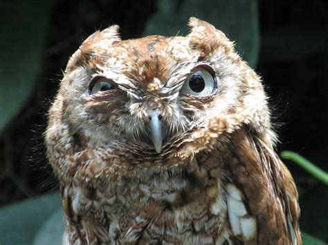 20 Angry Animals: You Sure You Didn’t Offend Them? - Thedailytop.com