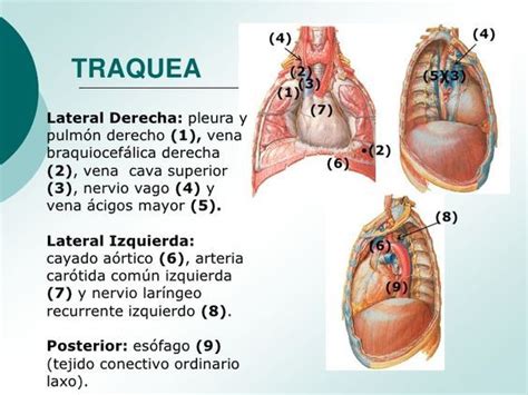 Anatomia Y Fisiologia De Traquea Y Arbol Bronquial In Vena Cava