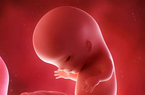11 Weeks Pregnant Pregnancy Fertility Articles