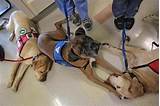 Service Dogs In Hospitals Images