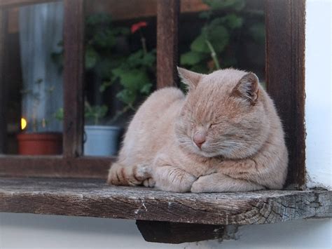 A cat may suckle blankets or other items to cope with overwhelming stress. Why Do Cats Sleep So Much? - A Natural Way