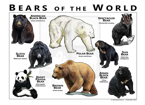 There Are Eight Species Of Bears In Existence Today Theyre Found Many
