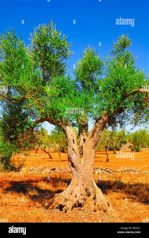 Ancient Olive Trees Of Salento Apulia Southern Italy Stock Photo Alamy