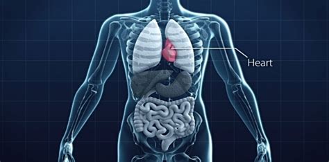 Organs exist in most multicellular organisms, including not only the two kidneys are located in the back of the abdomen on either side of the body. 10 Largest Organs In Human Body | Stillunfold