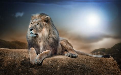 15 Incomparable 4k Wallpaper Lion You Can Get It At No Cost Aesthetic