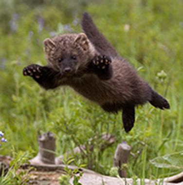 Our nails are flat and lie on top of the tips of our fingers and toes, providing protection for our digits. Fishers are mustelids (weasel family) that live in ...