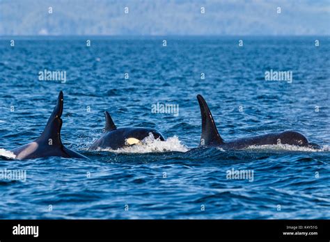 Northern Resident Killer Whale Pod Travelling In Queen Charlotte Strait