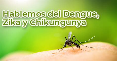 Hablemos Del Dengue Zika Y Chikungunya Instituto De Seguridad Y