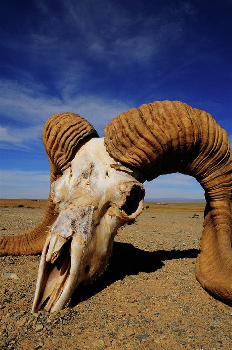 Animal Skull In The Gobi Desert Photograph By Beck Photography Pixels