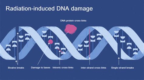 How Does Radiation Damage DNA