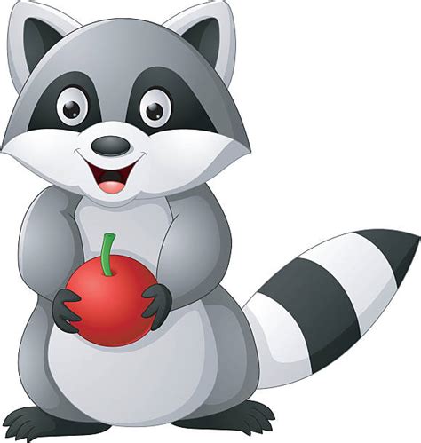 Best Northern Raccoon Illustrations Royalty Free Vector