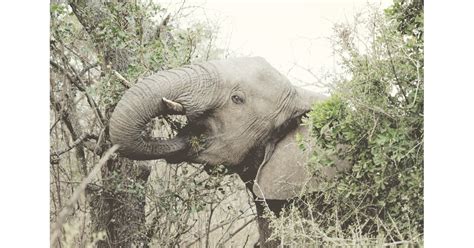 South African Safari Wedding With Elephants Popsugar Love And Sex Photo 16