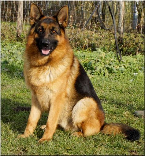 Image berger-allemand-5 : Accueil - Elevage des Chaumes DAmbon - eleveur de chiens Berger allemand