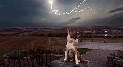 Dog Thunderstorm Anxiety Treatment Tractive