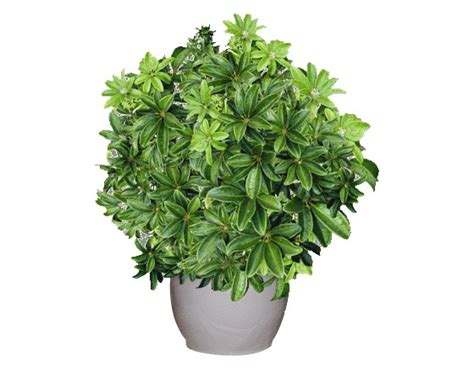 Những công dụng đặc biệt và cách trồng chăm sóc cây ngũ ...