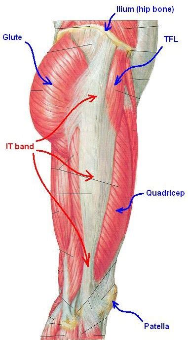 Iliotibial Band Anatomy | Bone and Spine