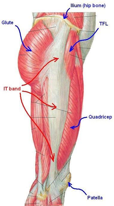 Iliotibial Band Anatomy Bone And Spine