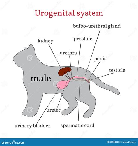 Urogenital System Av Den Manliga Katten Vektor Illustrationer Illustration Av Körtel
