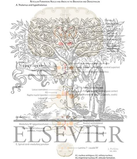 Choose usage printed publication (book, brochure, journal, etc.) brainstem. Reticular Formation: Nuclei and Areas in the Brain Stem ...