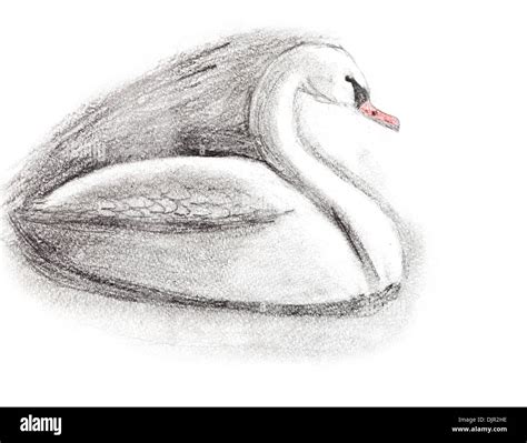 Details 79 Pencil Sketch Of Swan Super Hot Vn