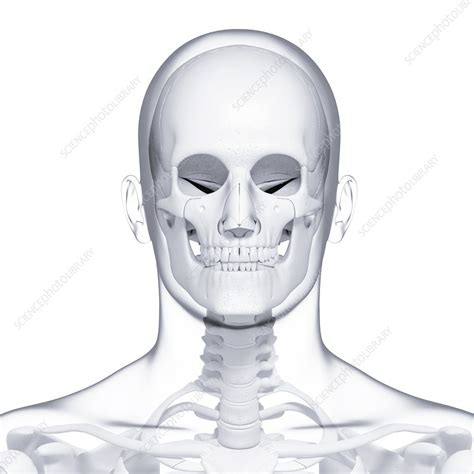 Human Skull Artwork Stock Image F0074661 Science Photo Library