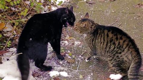 Big Alley Cats Fight Youtube