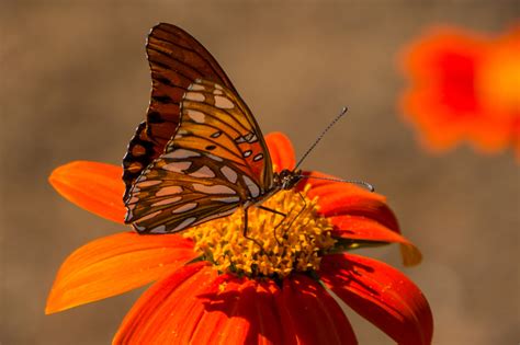 Flowers that attract birds and bees. Plant Flowers, Attract Beneficial Insects - Late Bloomer ...