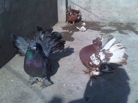 Fancy Pigeons For Sale In Lahore 0333 5550672 ~ Pigeons Photos