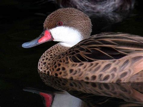 Hey A Presale Offer For A Pair Of 2012 Hatch Bahama Pintail Duck At