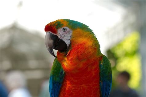 Types Of Hybrid Macaws And Mutations With Pictures Animal World