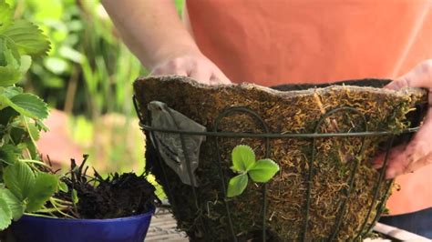As they grow, they spread by sending out runners, which root right in the garden bed and produce daughter plants. How to Plant Bare Root Strawberries in Hanging Baskets ...